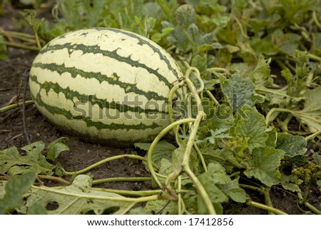 A watermelon on the ground