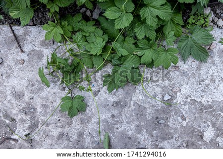 Green ivy grows on a concrete wall. Texture and background for text.