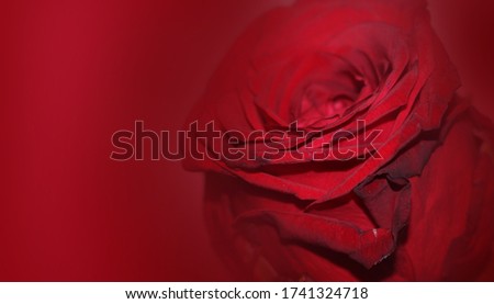 Red rose on dark red background wide banner. Romantic concept.