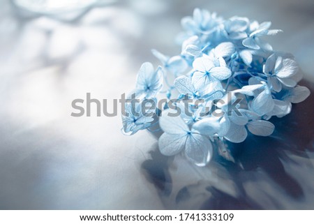 Pictures of hydrangeas in Japan.
