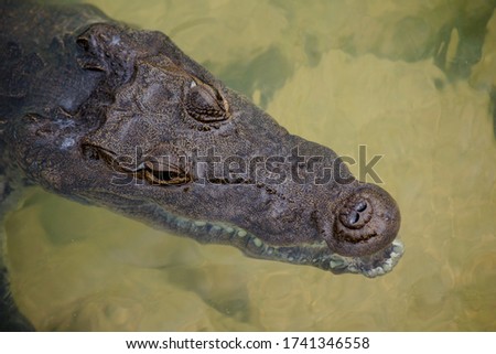 The crocodile lurked in the river waiting for the victim