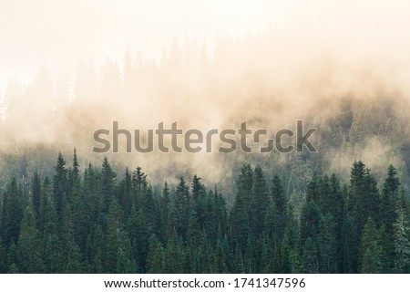 foggy over  forrest in the evening. Royalty-Free Stock Photo #1741347596