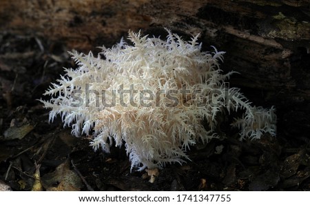 Close-up picture of mushroom, Hericium is a genus of edible mushrooms in the Hericiaceae family. Species in this genus are white and fleshy and grow on dead or dying wood