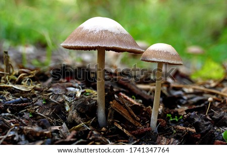 Close-up picture of mushroom, Panaeolus sphinctrinus - (Hoop petticoat)