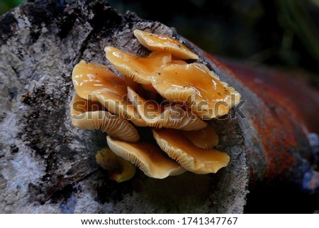 Close-up picture of mushroom, Flammulina velutipes