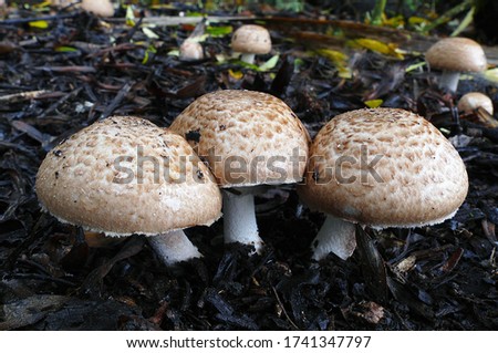 Close-up picture of mushroom, The shaggy parasol is a large and conspicuous agaric, with thick brown scales and protuberances on its fleshy white cap. 