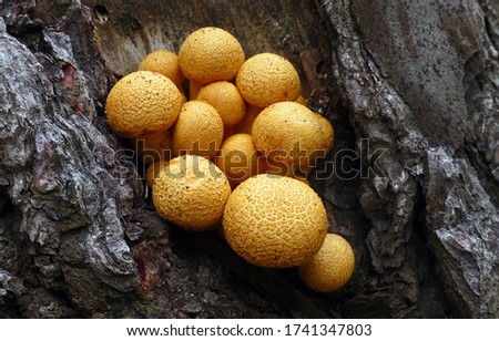 Close-up picture of mushroom, Gymnopilus junonius is a large and colourful wood-rotting species that occurs in small groups at the bases of dead broad-leaf trees and occasionally conifers
