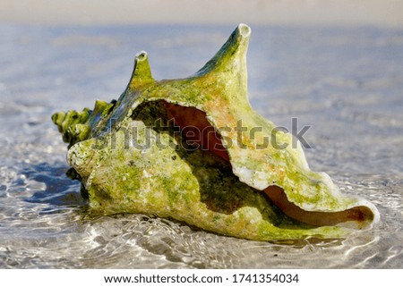 seashell on the sandy beach of the ocean
