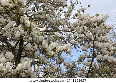 Blooming Magnolia trees at the spring