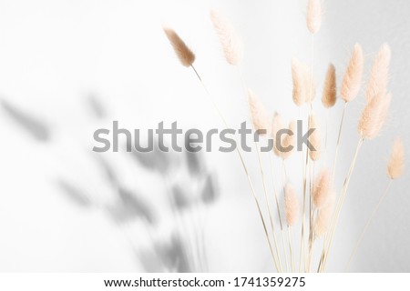 Beautiful flowers composition. Dry rabbit tail flower against white wall with hard shadows. Floral minimal home interior design concept.