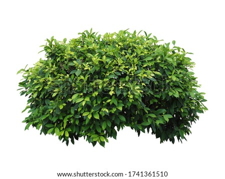 Bush isolated on white background,This has clipping path. Royalty-Free Stock Photo #1741361510