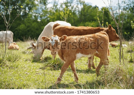Young cow calf looks curiously, the cows are grazing in the background on a pasture near the forest. Europe Hungary