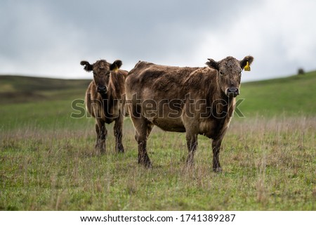 Cows on grass in Australia 