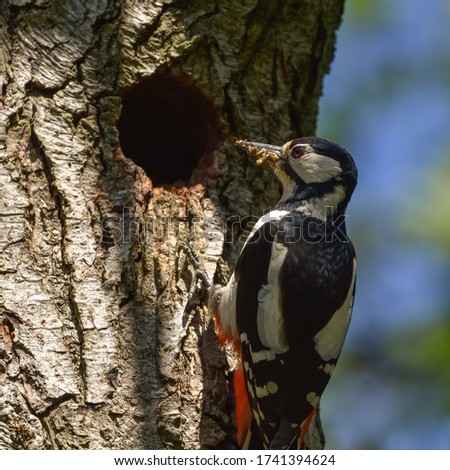 Great spotted woodpecker during the nesting season at Stour River Valley nature reserve