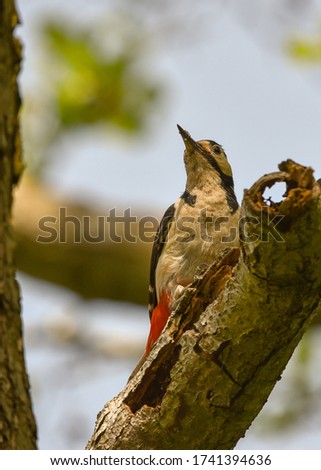 Great spotted woodpecker during the nesting season at Stour River Valley nature reserve