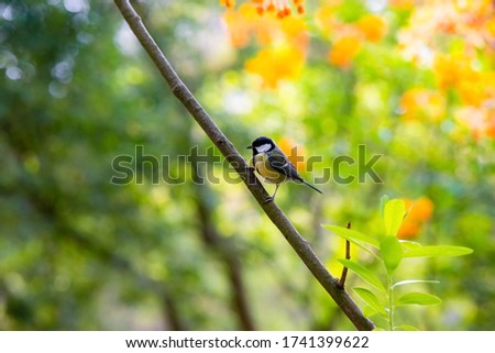 Great tit (Parus major) is a passerine bird in the tit family Paridae, sitting on a tree branch in a Park in Dortmund Germany