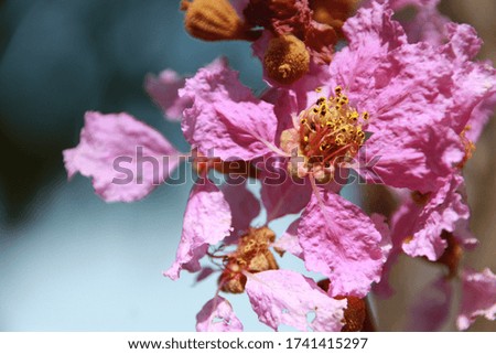 close up of pink flowers on branch with blue sky background