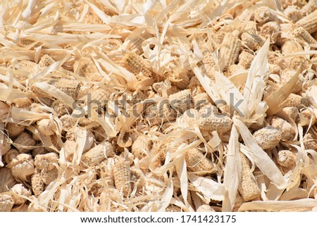 Sweet corn cobs large waste  Royalty-Free Stock Photo #1741423175
