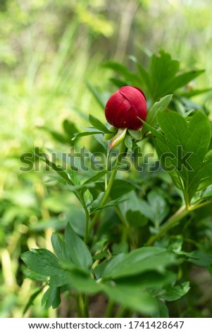 Savage red peony. Closeup of beautiful red Peony flower.