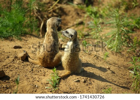 Meerkats are lying on the ground