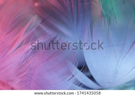 Exotic texture feathers background close up. Gray, blue feathers pattern for your design. Macro photography view.