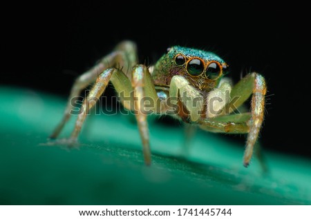 macro closeup on Hyllus semicupreus Jumping Spider. This spider is known to eat small insects like grasshoppers, flies, bees as well as other small spiders. Royalty-Free Stock Photo #1741445744