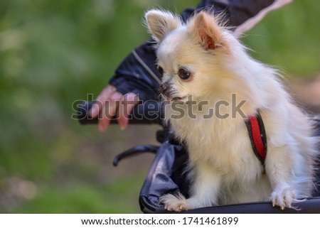 A cute dog transported in a bicycle basket 