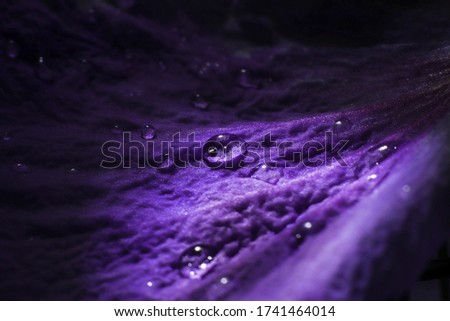 Awesome Dew on Dark Purple Flower Petals