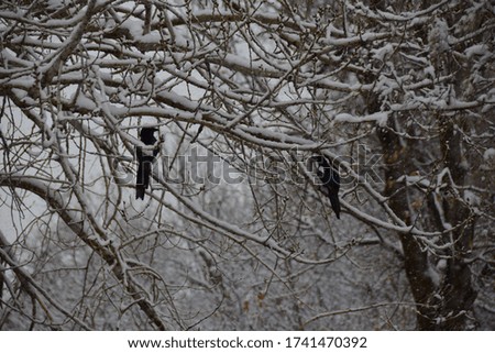 pair of Magpies in a snow covered tree