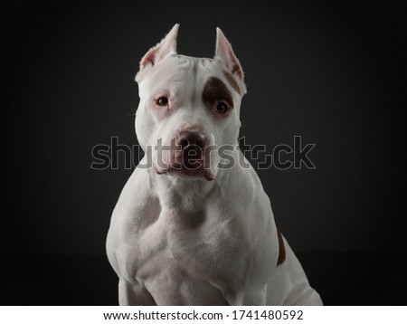 portrait of a dog on a black background. American pit bull terrier. Beautiful pet in studio