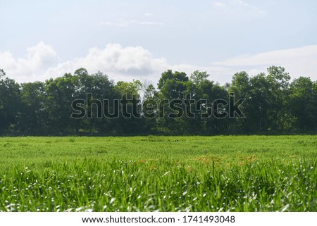 Beautiful and natural green grassland background
