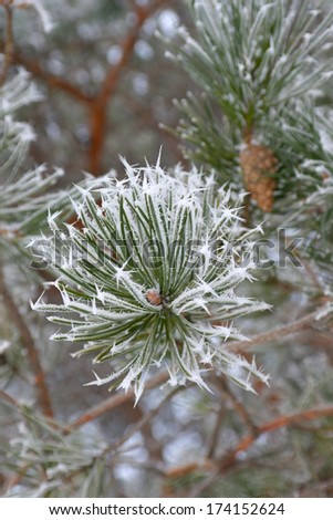 Twigs of pine hoar-frost covered, shallow DOF