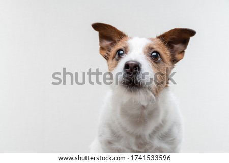 sweet dog . Funny jack russell terrier on a white background. Pet on white background