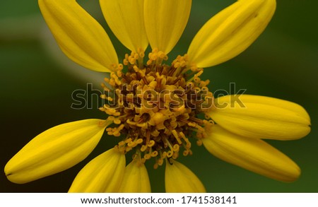 Close up of yellow flower                               