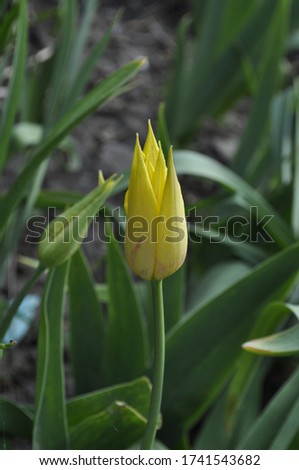 flower of yellow holly tulip in summer on a background of grass and green leaves