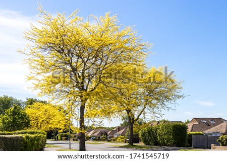 Honey Locust tree (Gleditsia Triacanthos 'Sunburst') yellow leaves in springtime Royalty-Free Stock Photo #1741545719