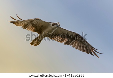 Osprey Flying Overhead for Its Morning Meal