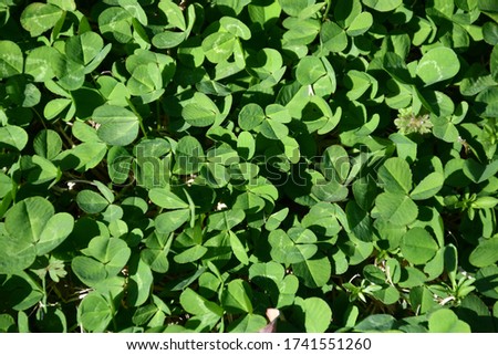 A bright green patch of clover. Most of the clovers have three leaves. Picture taken in Kansas City, Missouri.