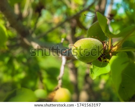 Green unripe apricot fruit with a fleece surface and a funny tail on the branch of a fruit tree. Shooting in bright sun, close-up, narrow focus, blurred background.