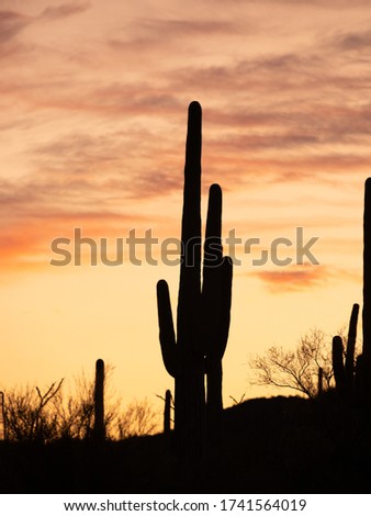 Saguaro cactus in Saguaro National Park. Shot during sunrise in Fall of 2019. Tucson, AZ.