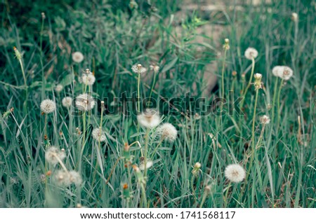 Background of green grass and white fluffy dandelions
