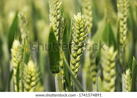 A wheat ear close up with the green field on the background