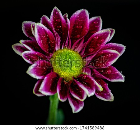 A Purple and yellow flower with a dark background