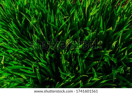 Green grass in hard sunlight, top view - natural texture of greenery in natural conditions - the beauty of nature