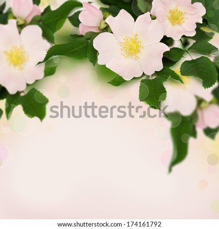 Pink flowers of wild rose on pink background with bokeh