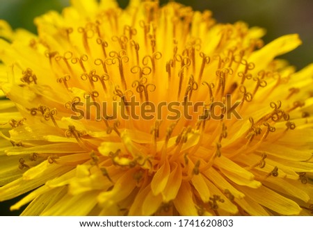 Close up of yellow flowering plant dandelion