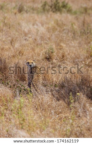 Cheetah sitting in the grass. Photo taken during the safari in Serengeti National park. Tanzania
