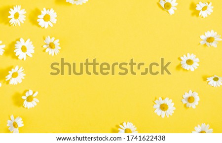 Beautiful flowers composition. Pattern of white daisy. Chamomile on yellow background. Summer flowers concept. Flat lay, top view, copy space