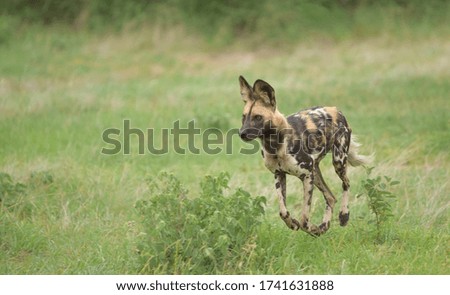 african wild dog running after its prey 