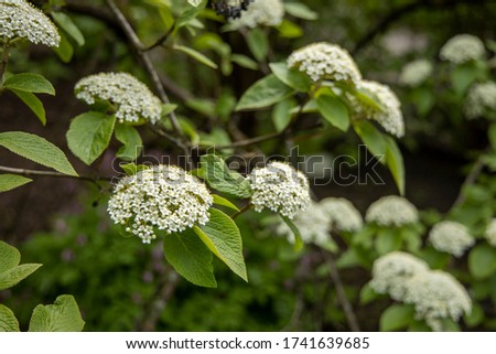 Blooming Wayfaring Tree, Viburnum Lantana Royalty-Free Stock Photo #1741639685